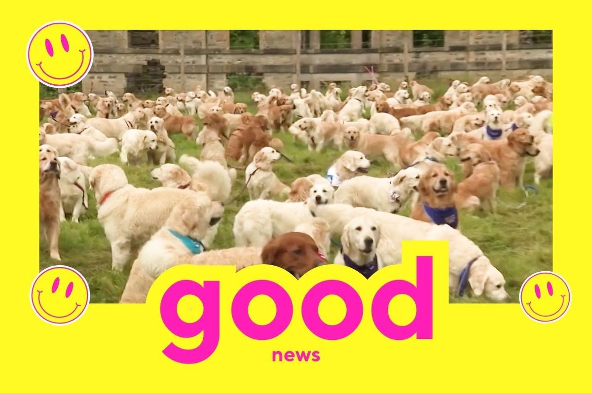 good news august golden retrievers lgbtq pride