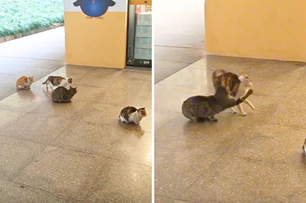 china stray cats queue cut line