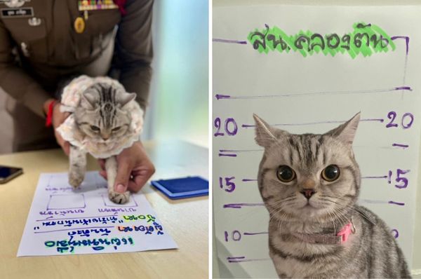 thailand police arrest cat mugshot