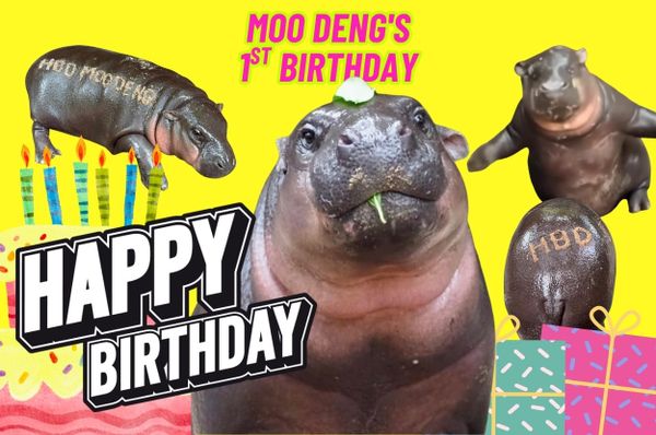 moo deng first birthday thailand