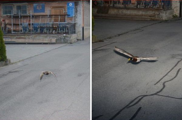 switzerland duck speeding repeated