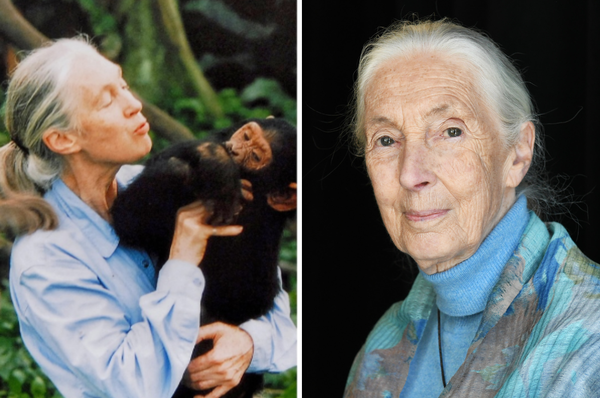 jane goodall died primatologist