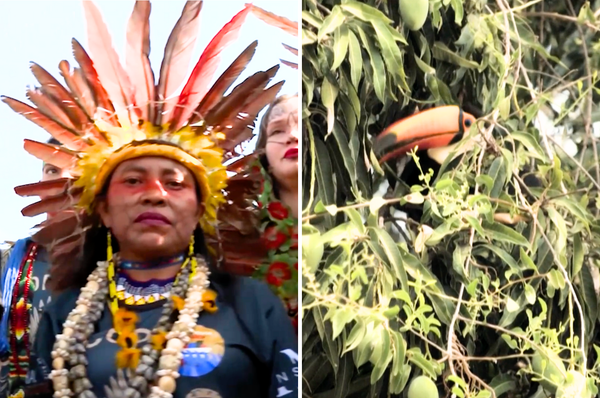 brazil create new indigenous territories cop30