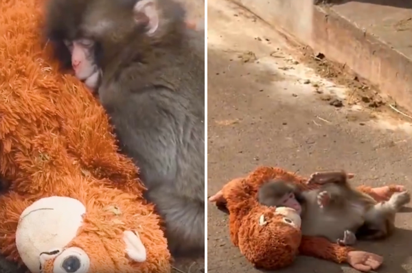 punch baby monkey plushie japan