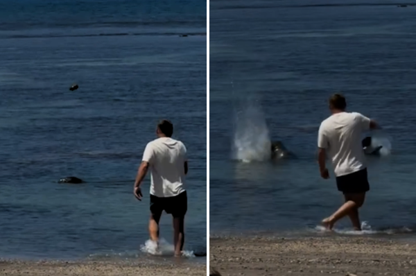 hawaii tourist throw rock monk seal arrested