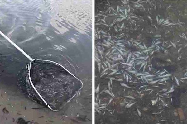 spain dead fish fertilizer mar menor