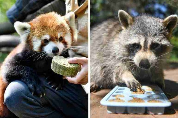 yunnan safari park moon cakes animals