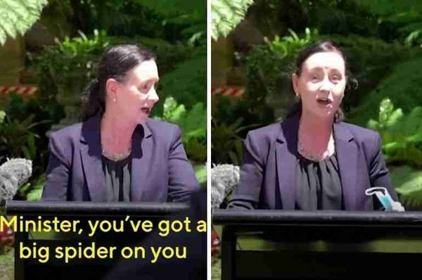 australia spider covid19 press conference