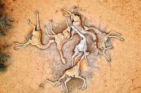 kenya drought giraffes dead