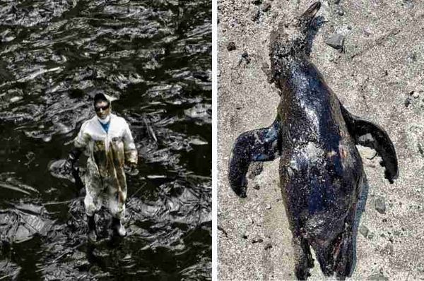 peru oil spill tonga volcanic eruption ecological disaster