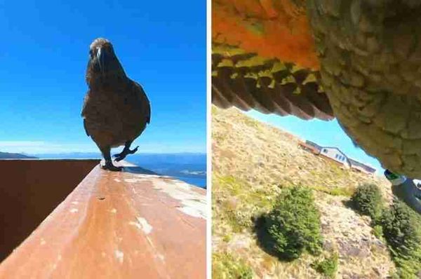 new zealand parrot steals gopro filming