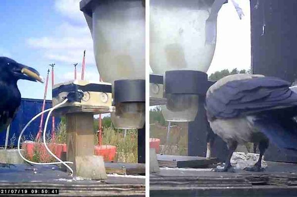 sweden crows cigarette butts corvid cleaning