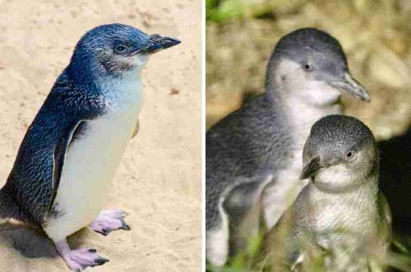 new zealand little blue penguins dead climate change korora