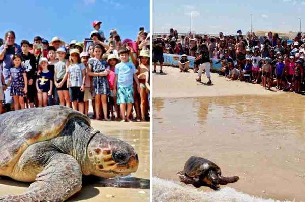 israel sea turtles rehabilitation release