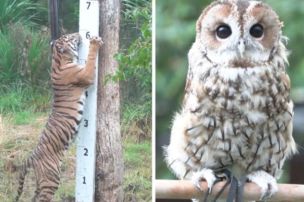 london zoo weigh in 2022