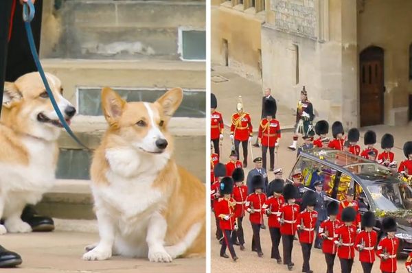queen corgis funeral