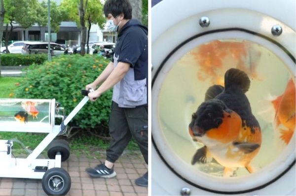 taiwanese man goldfish stroller