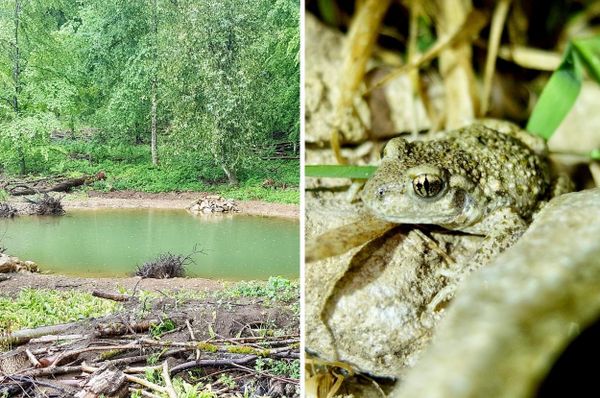 switzerland dig ponds endangered frogs conservation