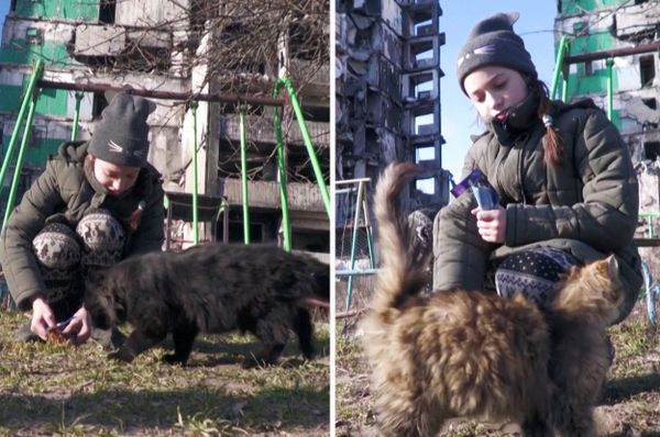 ukraine girl feral cats borodianka russia war