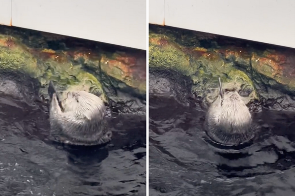 otter smash phone aquarium lisbon