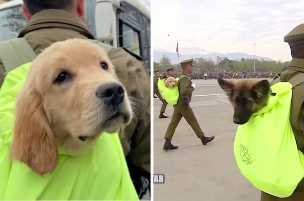 chile dogs independence parade 2023