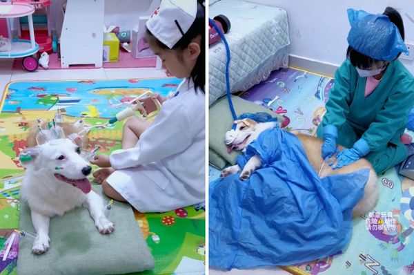china corgi sick patient douyin