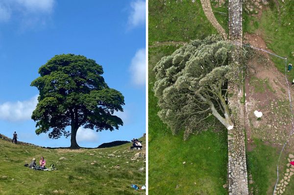 robin hood tree chopped down sycamore gap hadrians wall