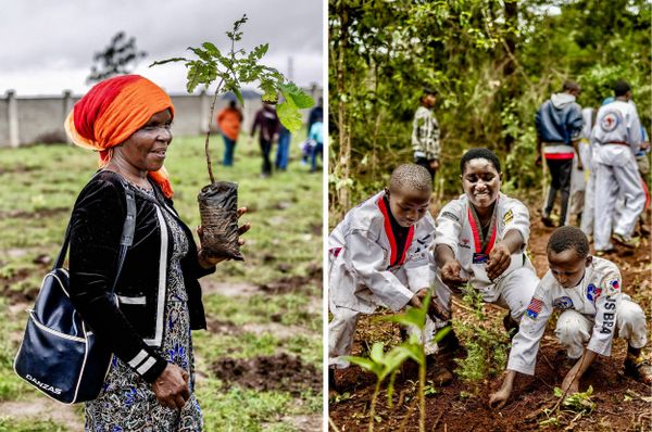 kenya public holiday plant trees