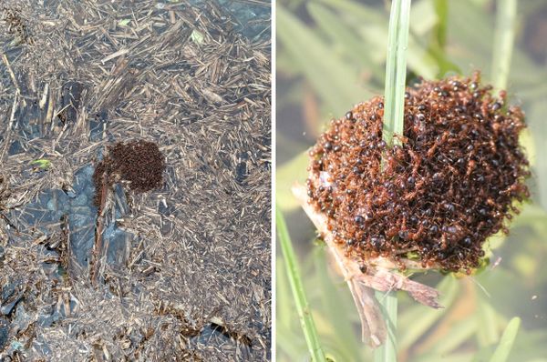 australia fire ants rafts flood