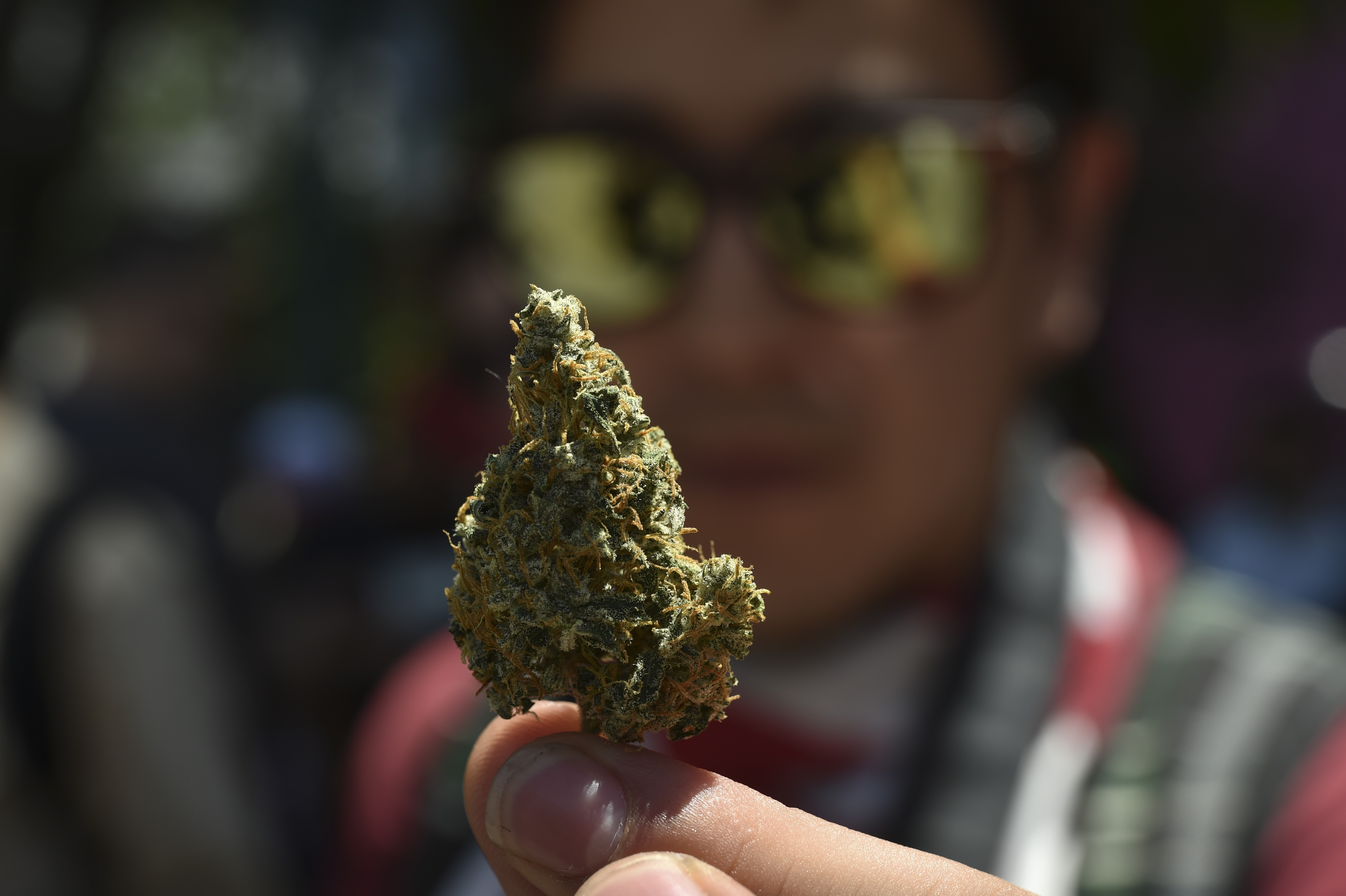 A marijuana variety during a rally in Mexico City photo.