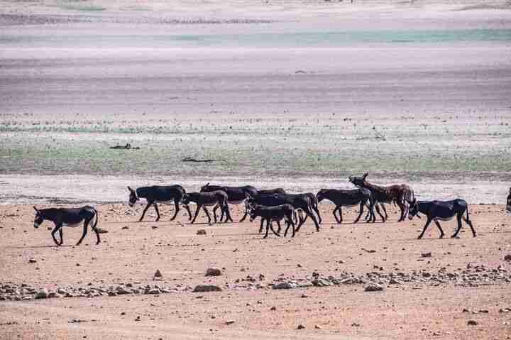 lake pozzillo italy drought climate change