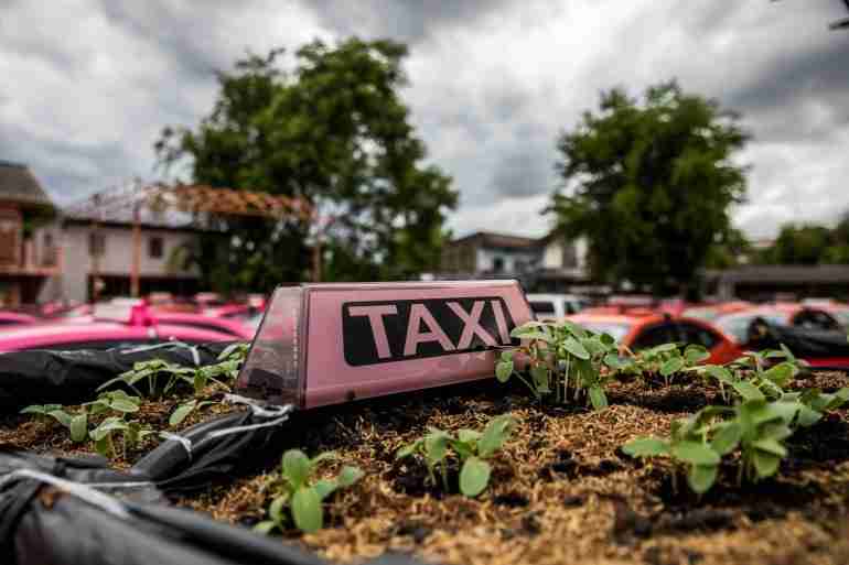 thai taxis vegetable garden covid