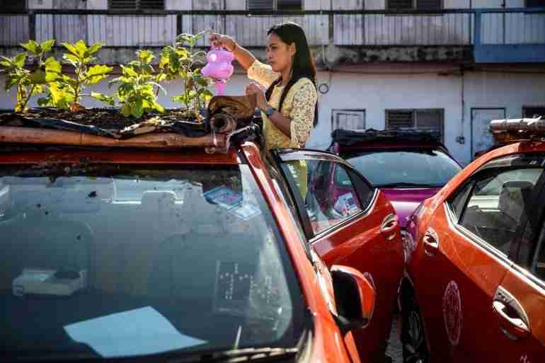 thai taxis vegetable garden covid