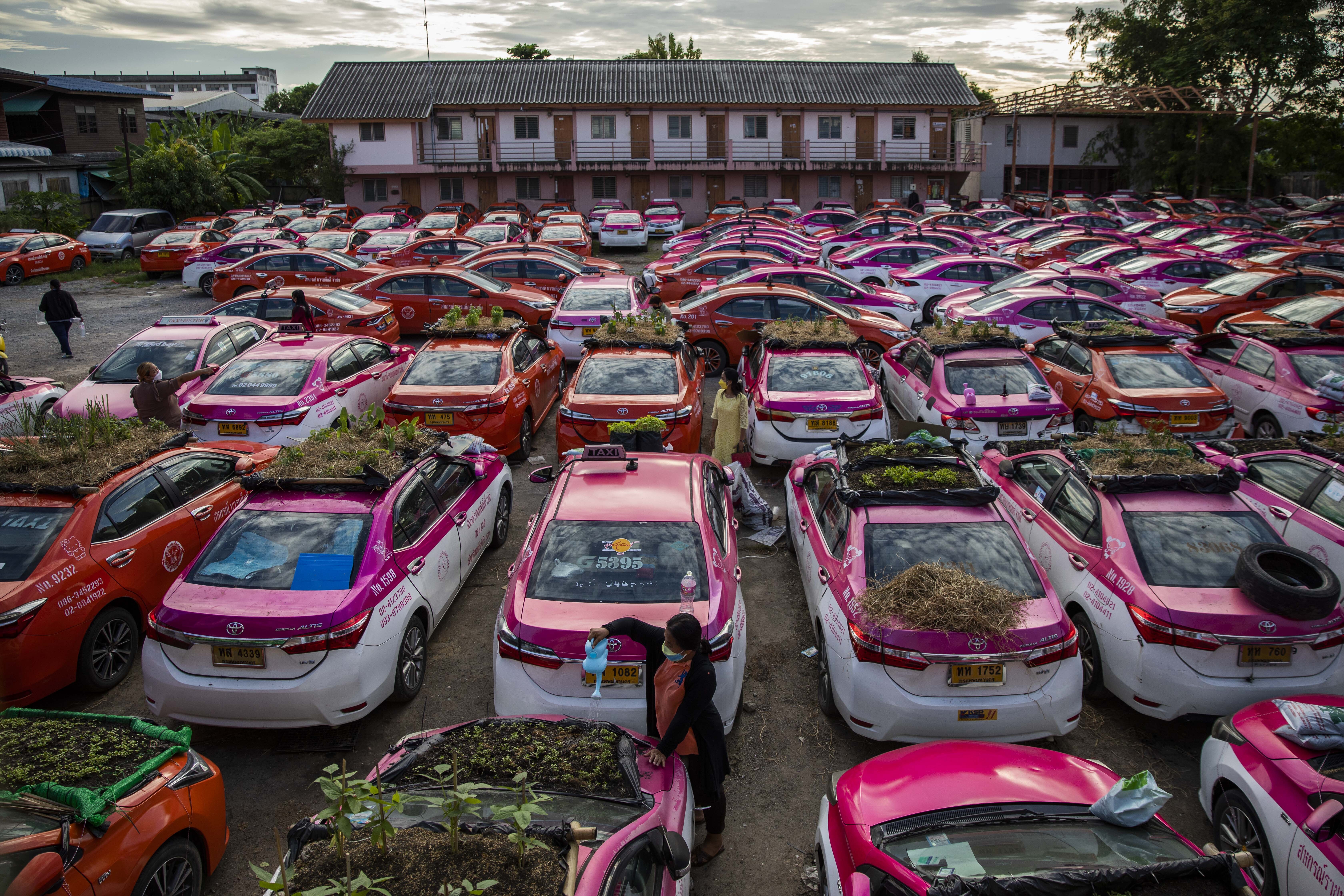 thai taxis vegetable garden covid