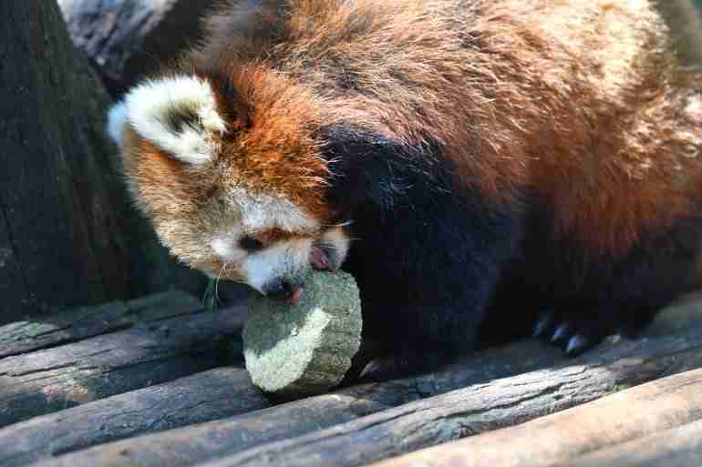 yunnan safari park moon cakes animals