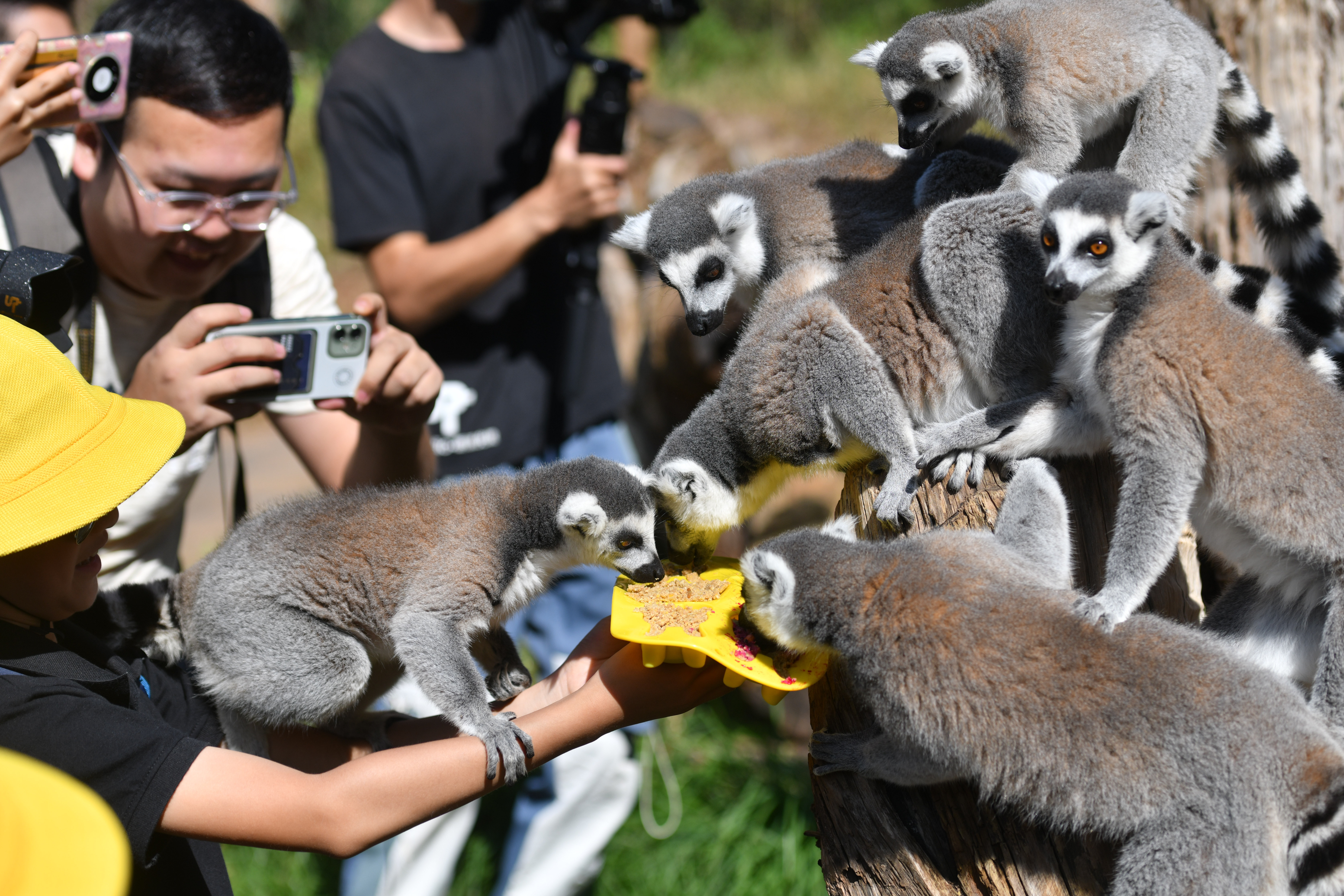 yunnan safari park moon cakes animals