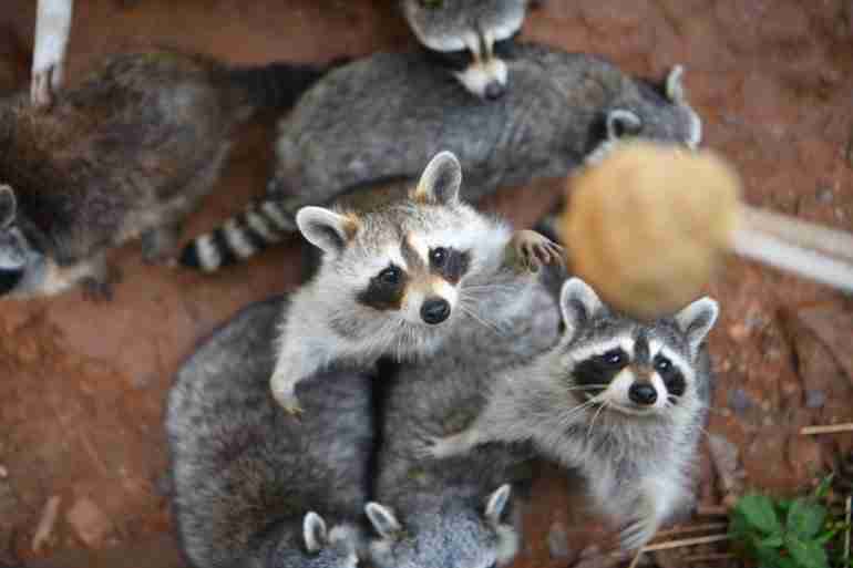 yunnan safari park moon cakes animals