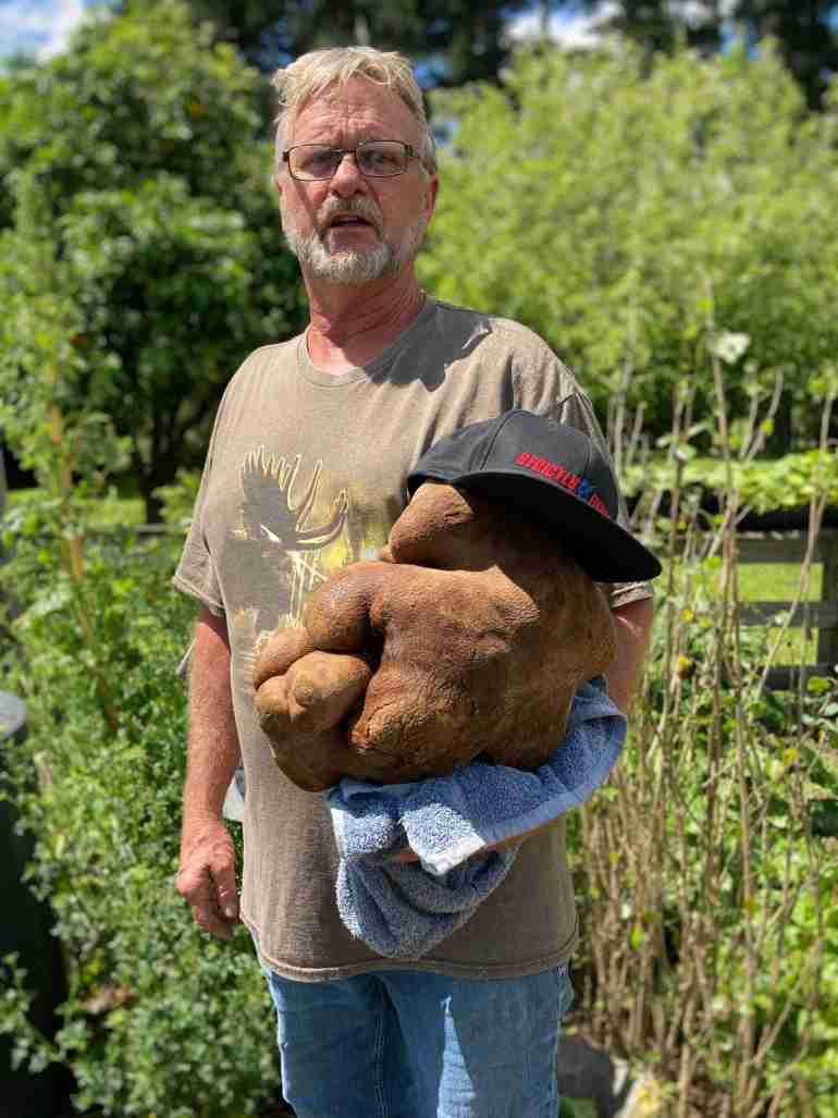 new zealand couple biggest potato gourd tuber