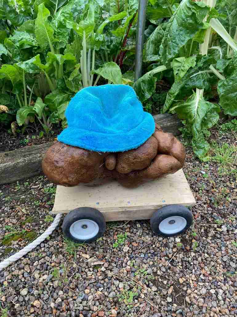 new zealand couple biggest potato gourd tuber