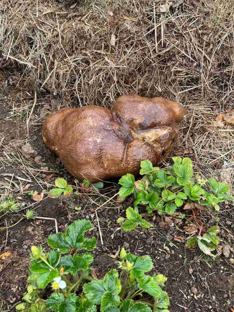 new zealand couple biggest potato gourd tuber