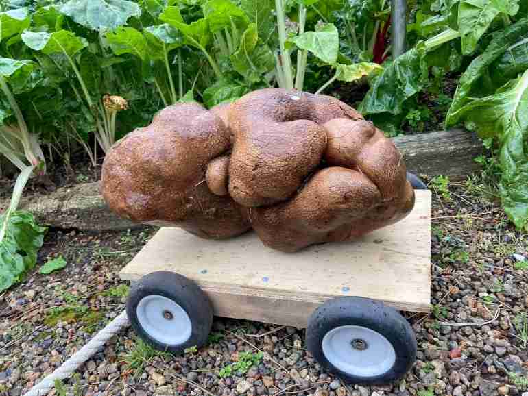 new zealand couple biggest potato gourd tuber