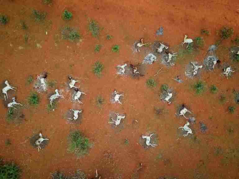 kenya drought wild animals died