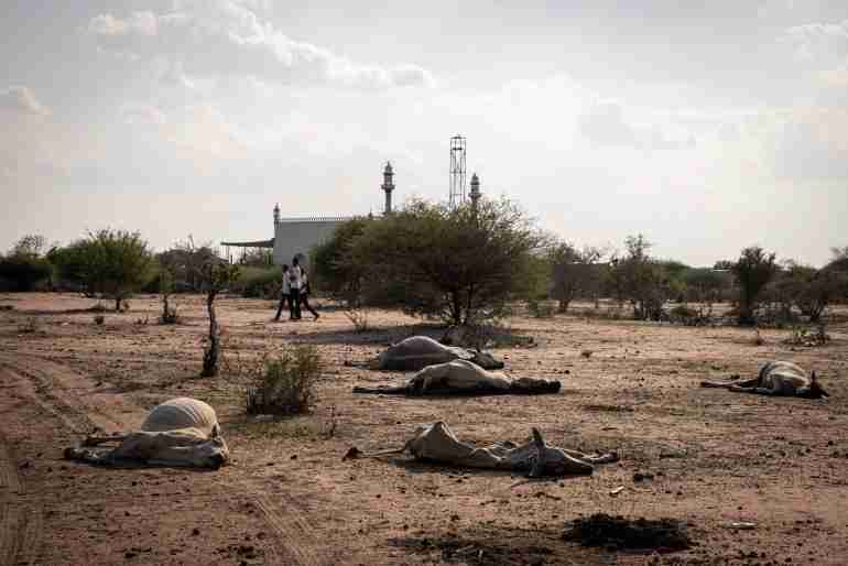 kenya drought wild animals died