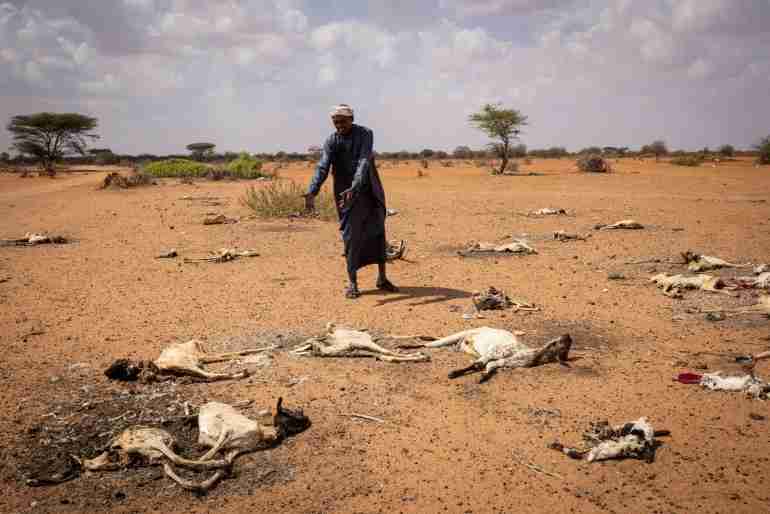 kenya drought wild animals died