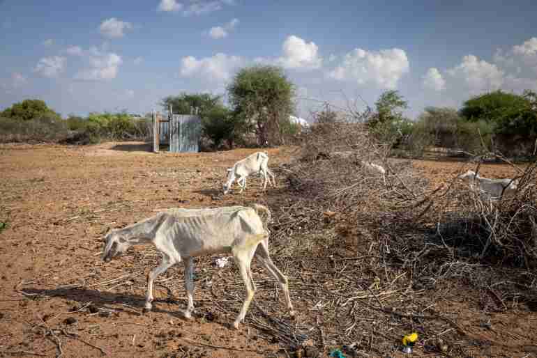 kenya drought wild animals died