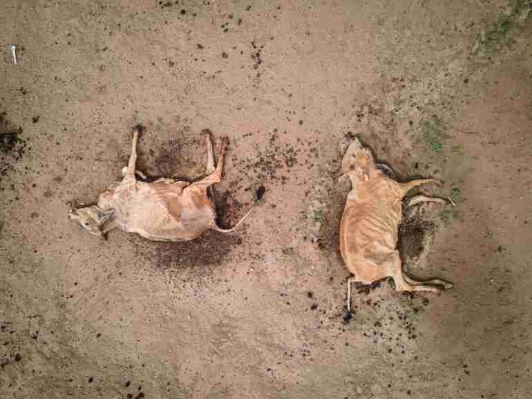 kenya drought wild animals died