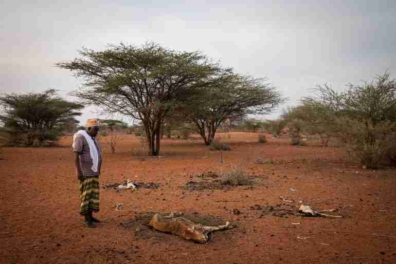 kenya drought wild animals died