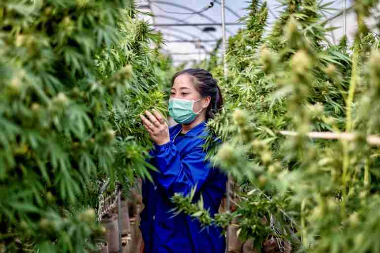 thailand one million cannabis giveaway