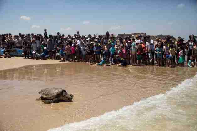 israel sea turtles rehabilitation release