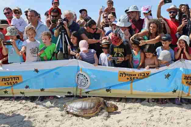 israel sea turtles rehabilitation release